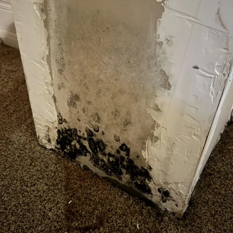 Professional Mold Removal in Nuckolls County, NE